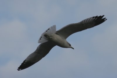 November 29, 2006Gull