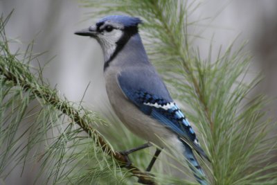 December 1, 2006Young Bluejay