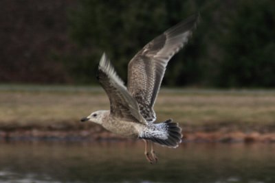 Landing Gull