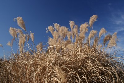 December 21, 2006Sea Oats