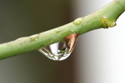 January 1, 2007Water Drop on Thorn