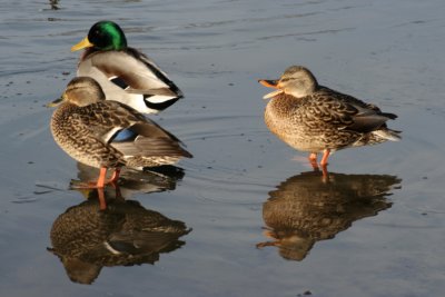 January 3, 2007<BR>Mallard Ducks