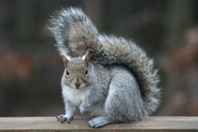 January 5, 2007Squirrel