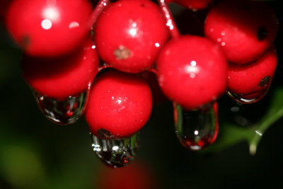 Drops on Holly