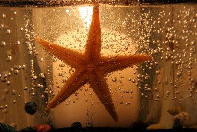 January 9, 2007Candlelit Starfish