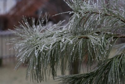 January 14, 2007Ice on Pine Tree