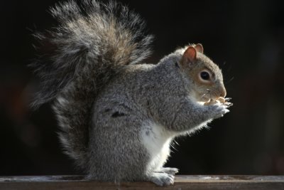 January 16, 2007<BR>Squirrel