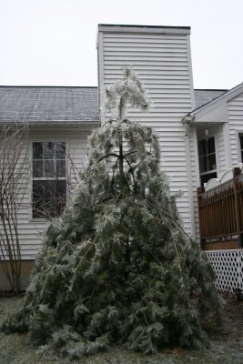 Ice on Pine Tree