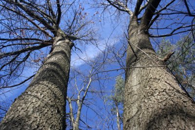 January 18, 2007V of Oak Tree