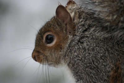 January 19, 2007Squirrel Closeup