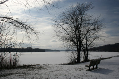 Tree and Bench