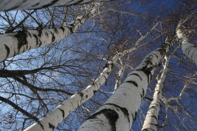 February 1, 2007Birch Tree