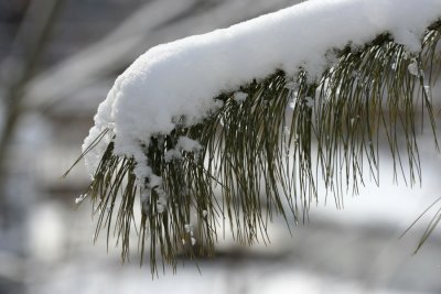 February 23, 2007<BR>Snow on Pine