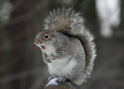 February 24, 2007Yawning Squirrel