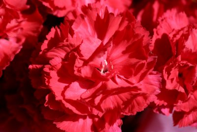 February 25, 2007<BR>Carnations