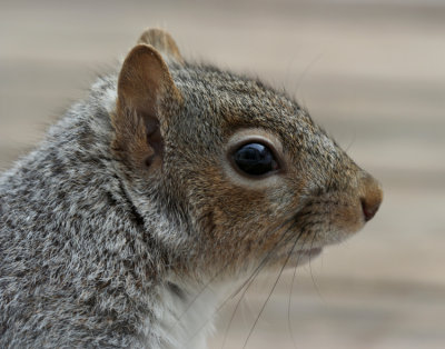 March 3, 2007Squirrel Profile