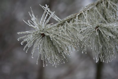 March 2, 2007Icy Pine