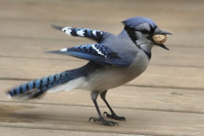 March 25, 2007Bluejay