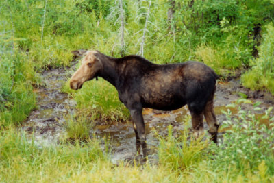 Female Moose in Maine