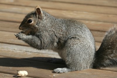 March 30, 2007<BR>Squirrel