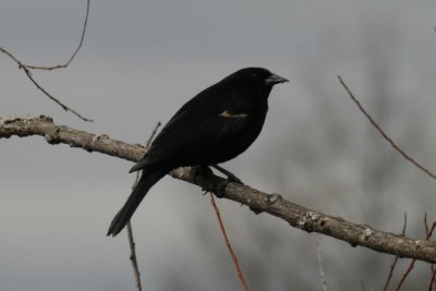 Red Winged Blackbird