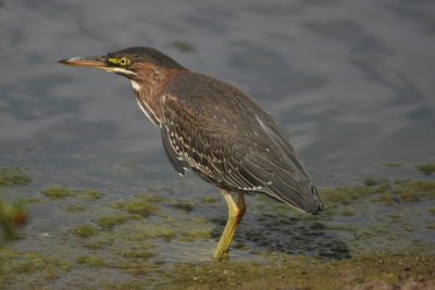 American Bittern