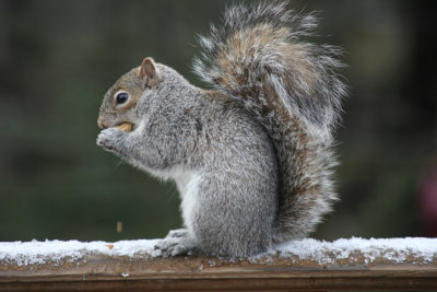 Squirrel<BR>April 5, 2007