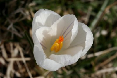 White CrocusApril 14, 2007