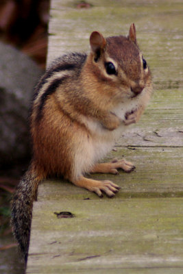 ChipmunkApril 18, 2007