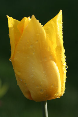 Water Drops on Tulip