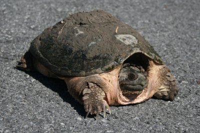 Turtle in the Road