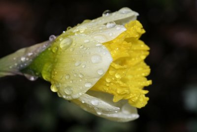 Daffodil MacroApril 25, 2007