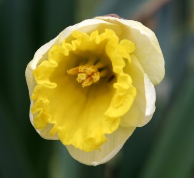 DaffodilApril 29, 2007