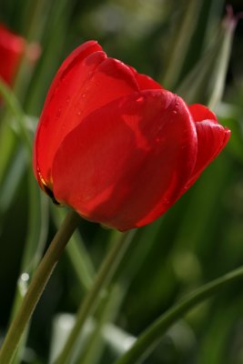 Back lit tulipMay 3, 2007