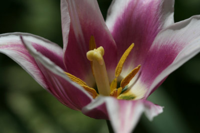 Purple Tulip MacroMay 4, 2007