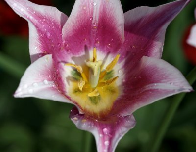 Tulip MacroMay 9, 2007