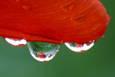 Tulip in Waterdrop