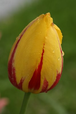 Yellow TulipMay 19, 2007