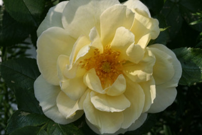 Yellow RoseJune 8, 2007