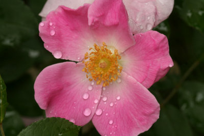 Pink Rose<BR>June 13, 2007