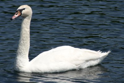 SwanJune 25, 2007