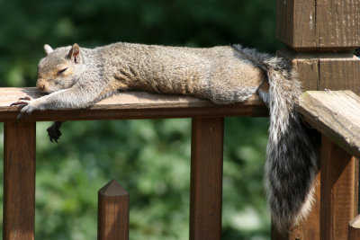 Sleeping SquirrelJuly 5, 2007