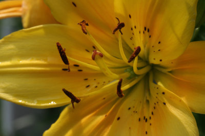 Lilly MacroJuly 6, 2007