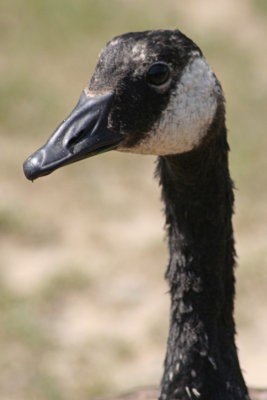 Goose Closeup