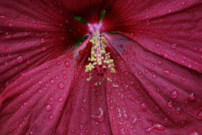 Flower MacroAugust 13, 2007