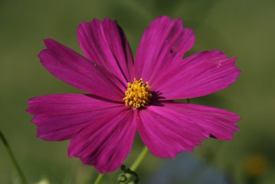 Flower MacroAugust 17, 2007