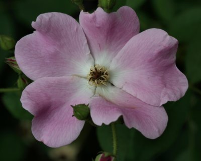 Flower MacroAugust 23, 2007