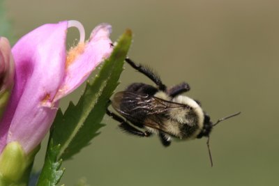 Bumble Bee MacroAugust 24, 2007