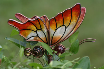 Glass ButterflyAugust 31, 2007