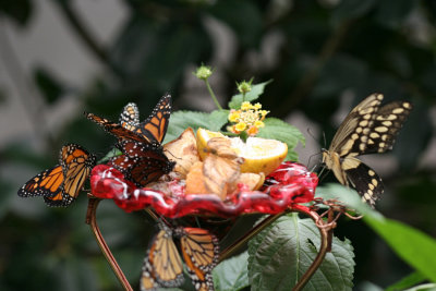 Butterflys - Bronx Zoo